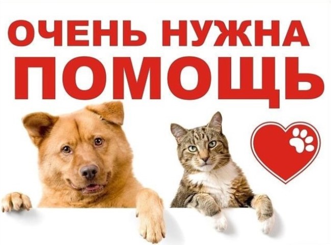 Благотворительная акция "Помоги хвостатым".
